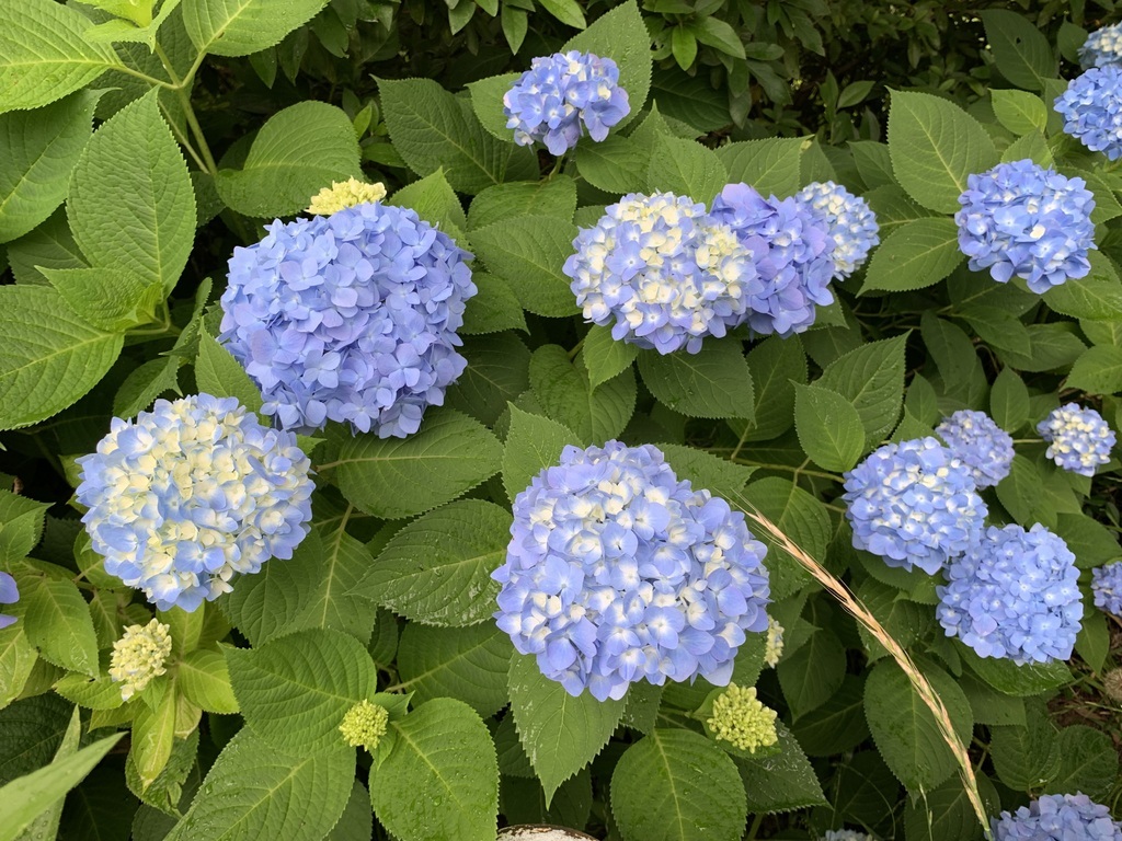 【お知らせ】ウェルカム礼拝にご参加下さりありがとうございました。