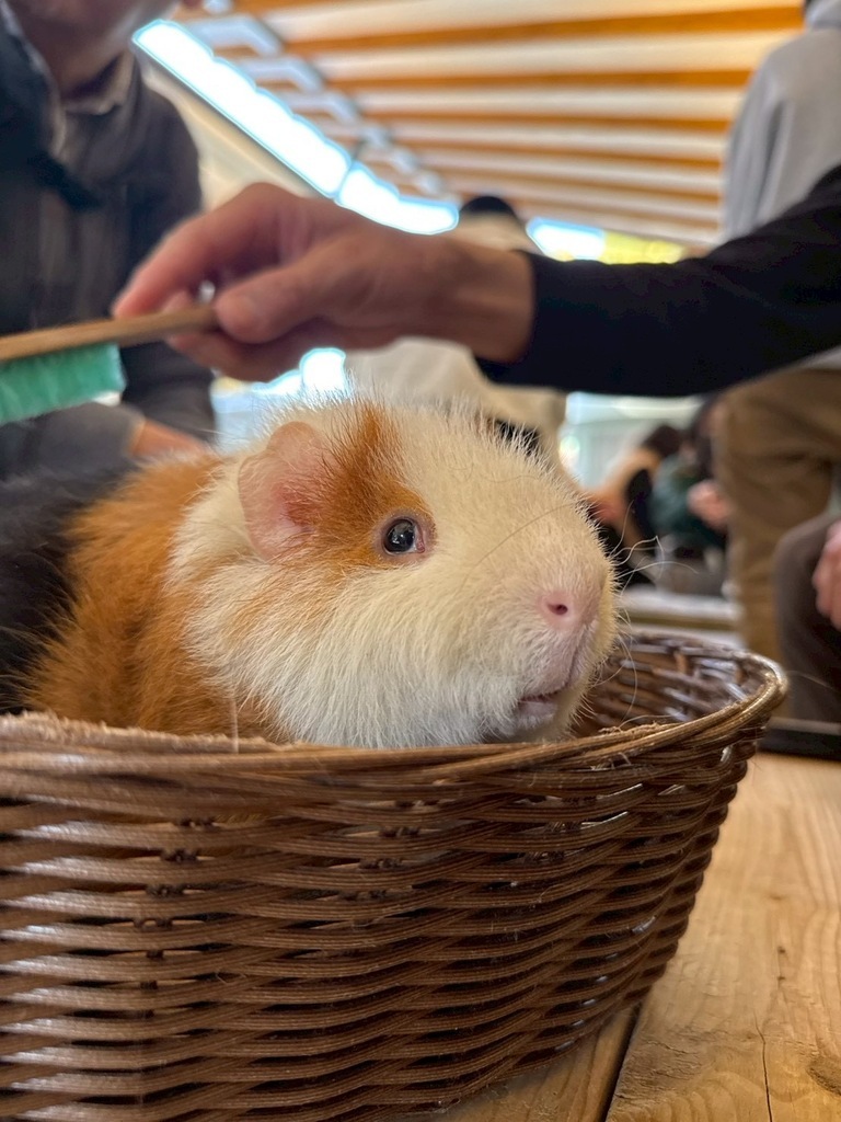 野毛山動物園へ出かけました